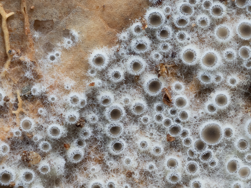 Eriopezia caesia Eriopezia caesia